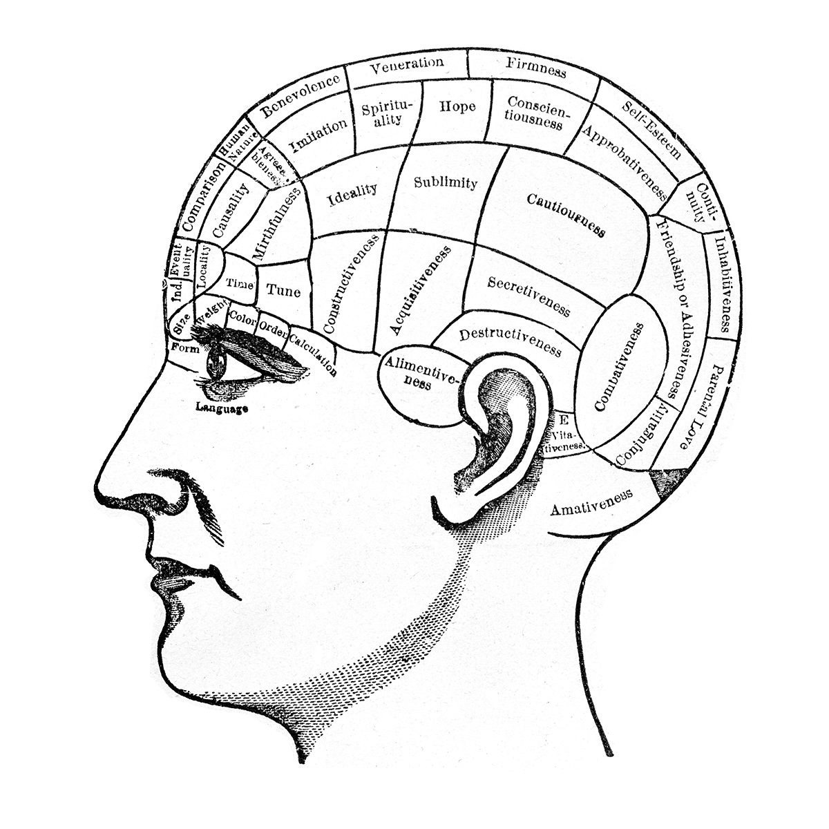 Stuff about brains
